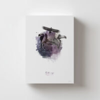 Lámina Buitre Negro