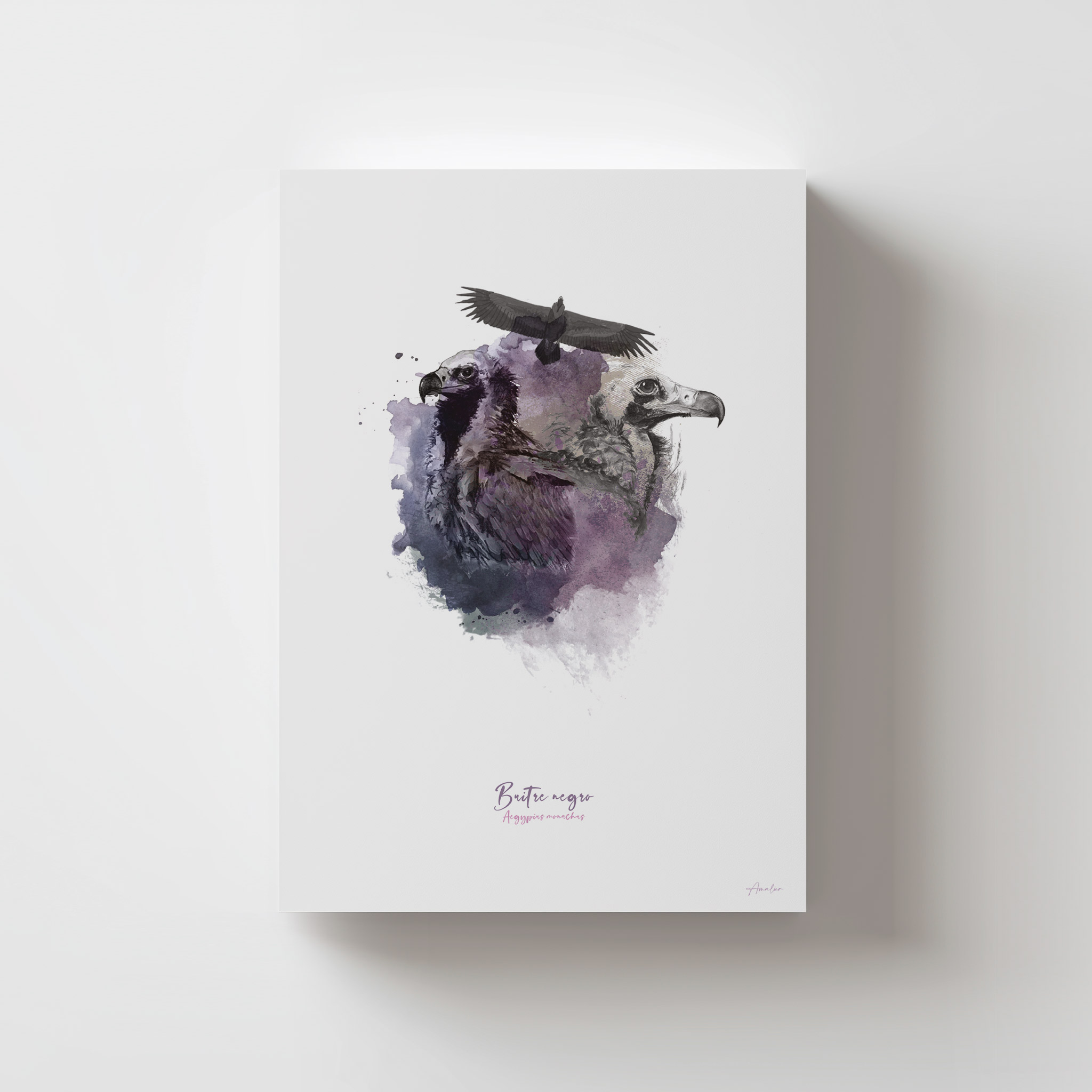 Lámina Buitre Negro
