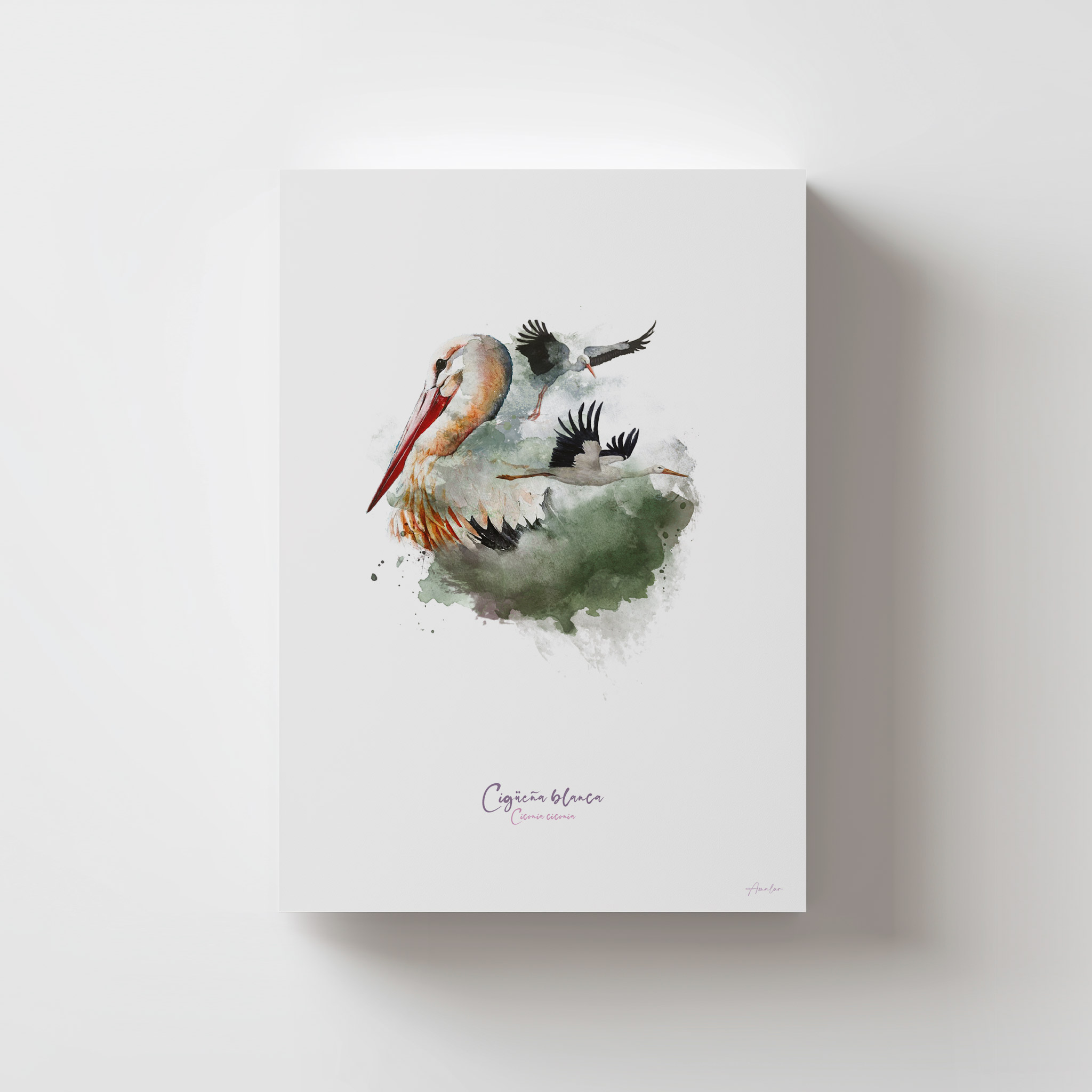 Lámina Cigüeña Blanca