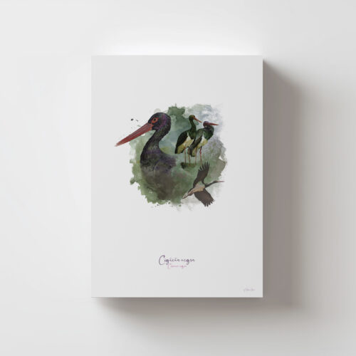 Lámina Cigüeña Nega