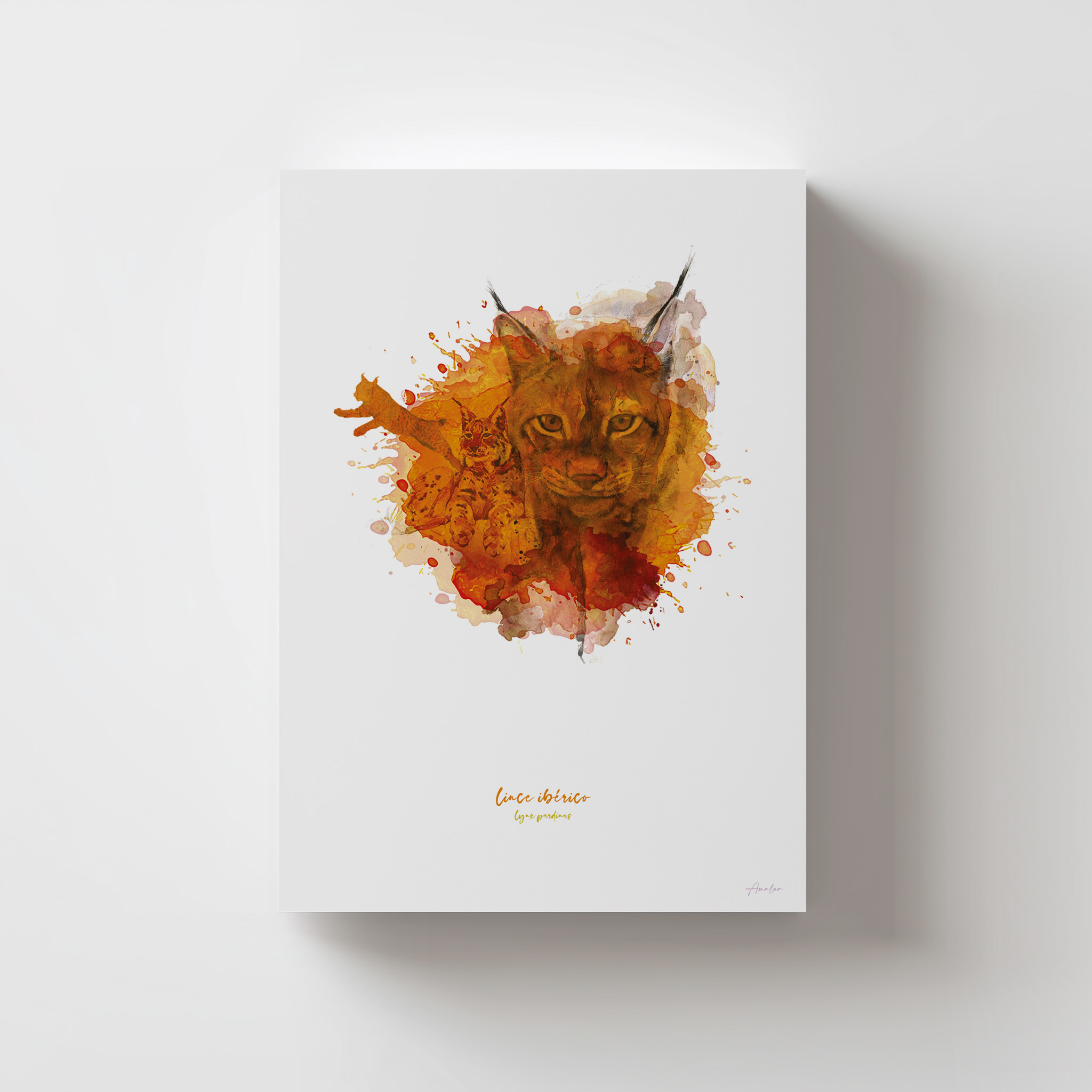 Lámina Lince Ibérico