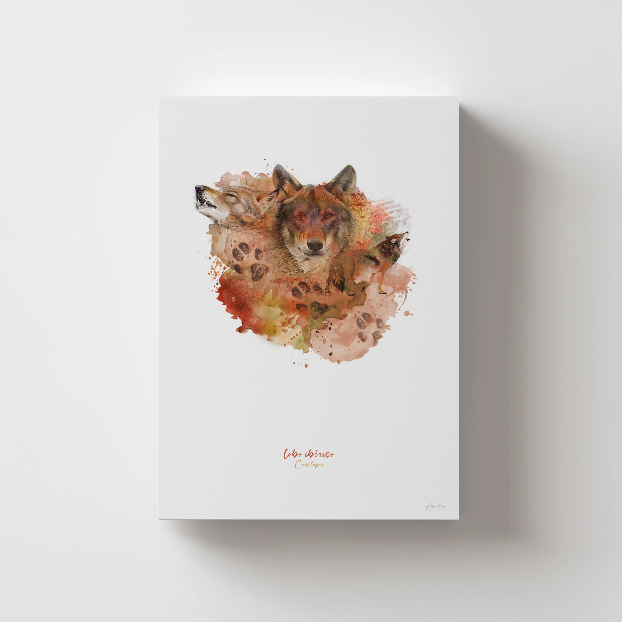Lámina Lobo Ibérico