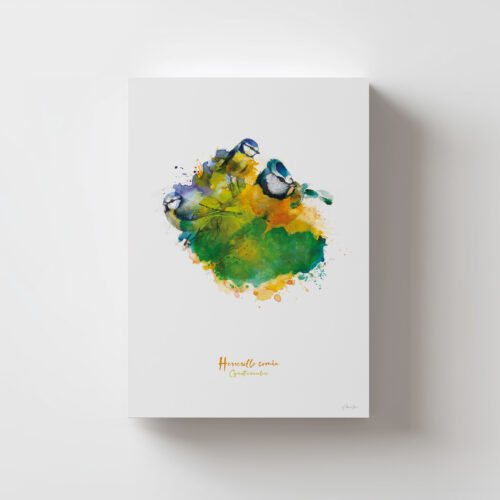 Lámina Herrerillo Común