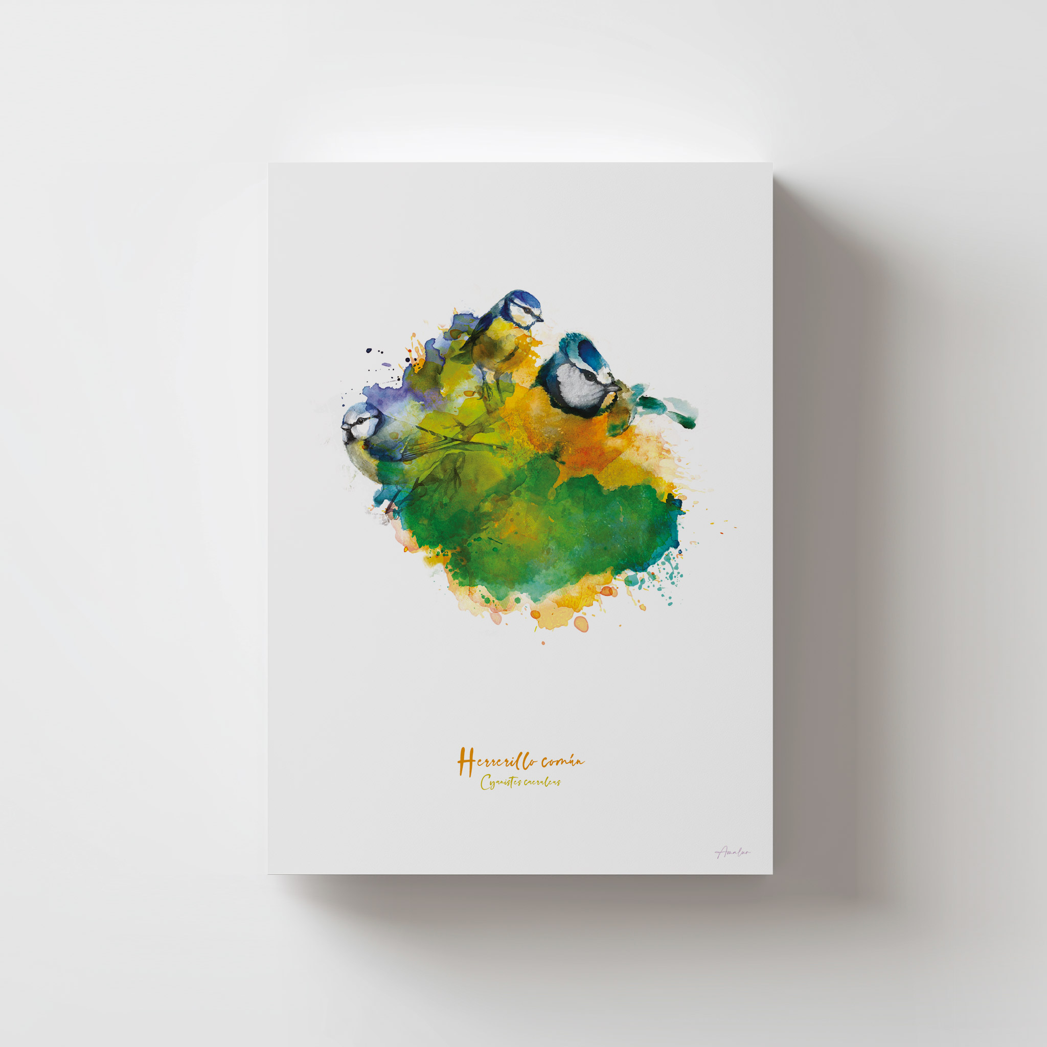 Lámina Herrerillo Común