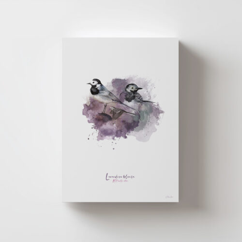 Lámina Lavandera Blanca