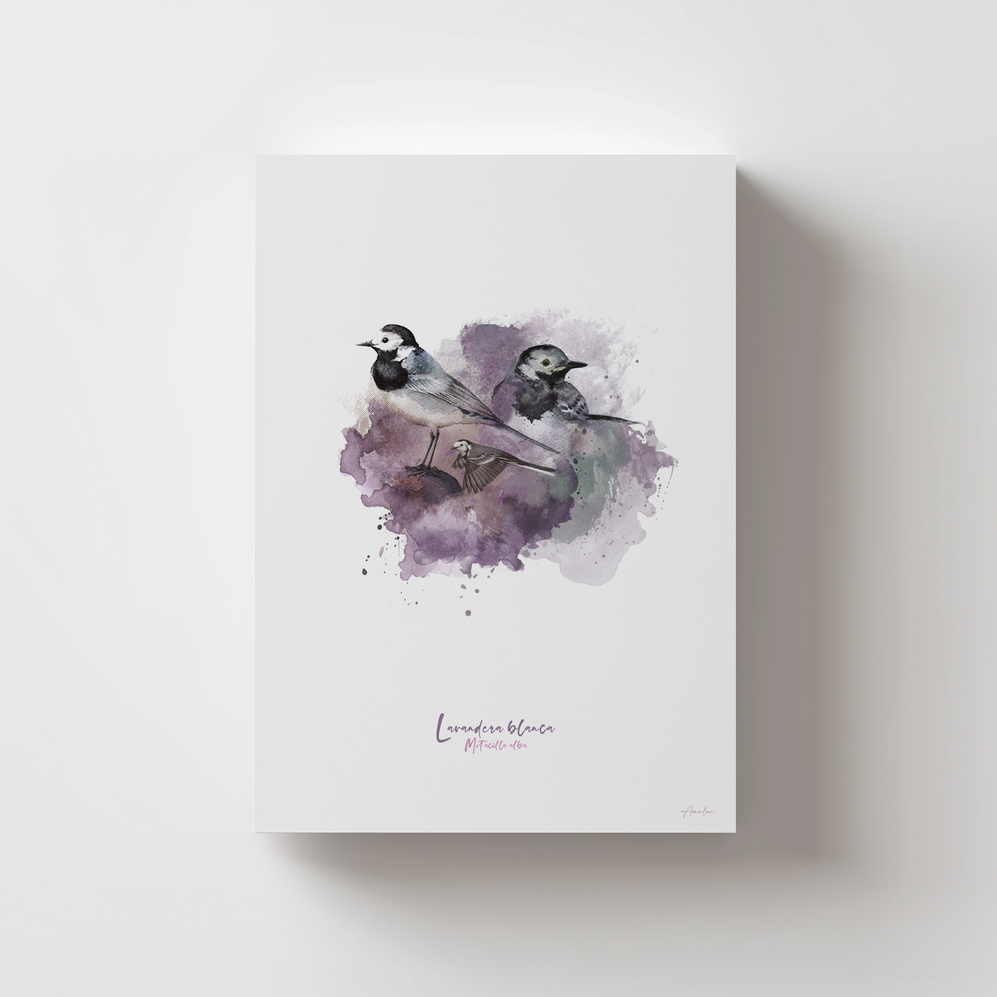 Lámina Lavandera Blanca