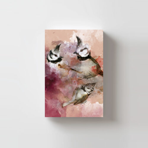 Postal Herrerillo Capuchino