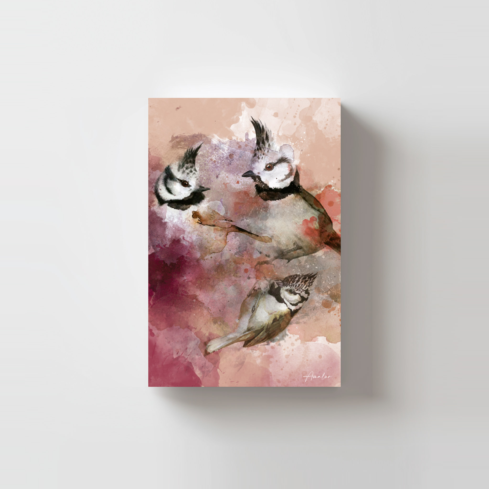 Postal Herrerillo Capuchino