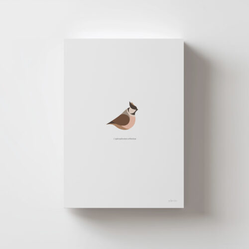 Lámina Herrerillo Capuchino