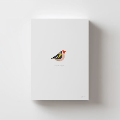 Lámina Jilguero